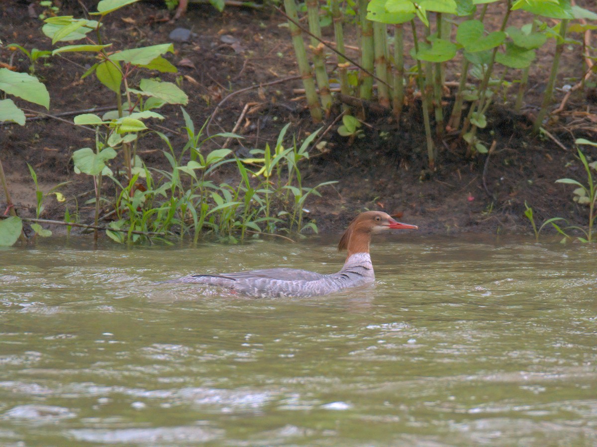 Common Merganser - ML635153244