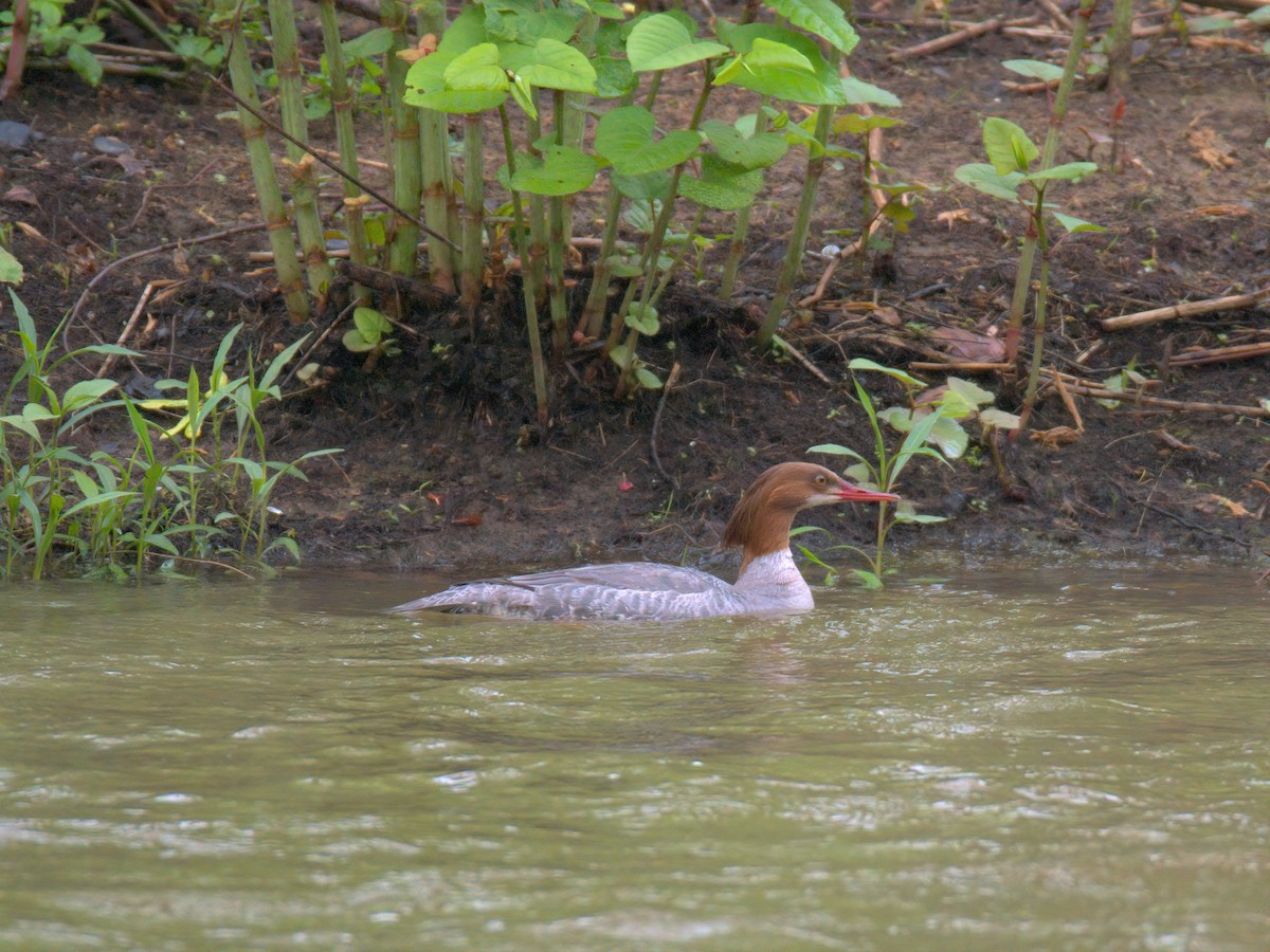 Common Merganser - ML635153261