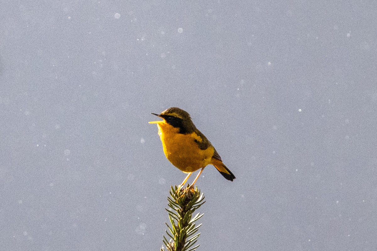 gullskvett - ML635153265