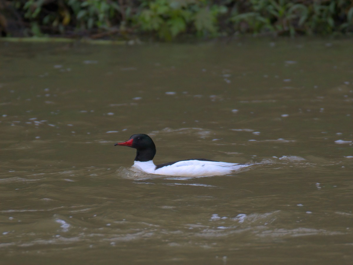 Common Merganser - ML635153269