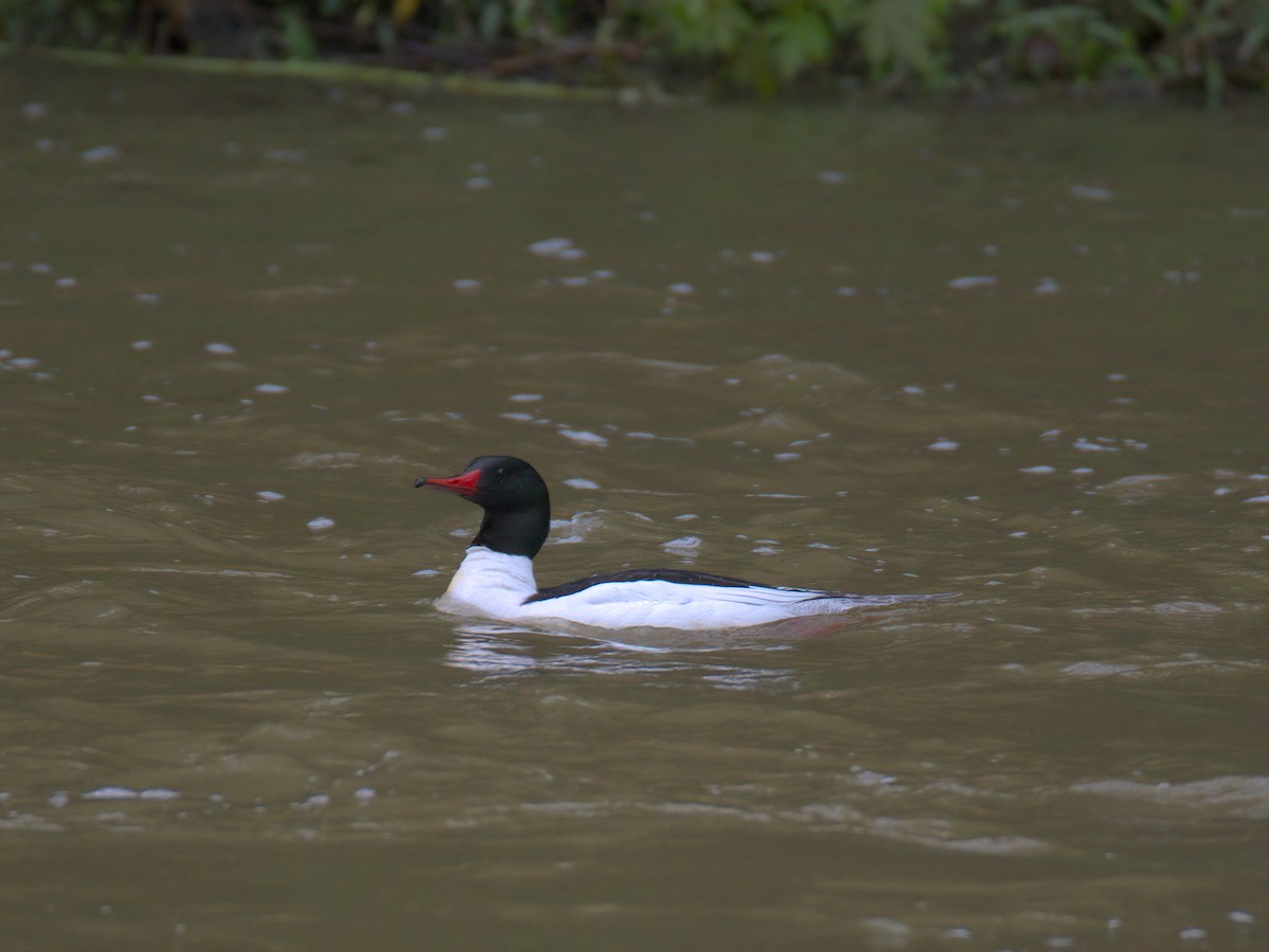 Common Merganser - ML635153304