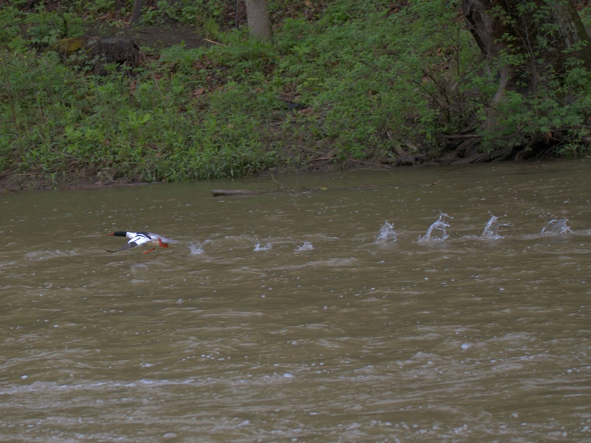 Common Merganser - ML635153341