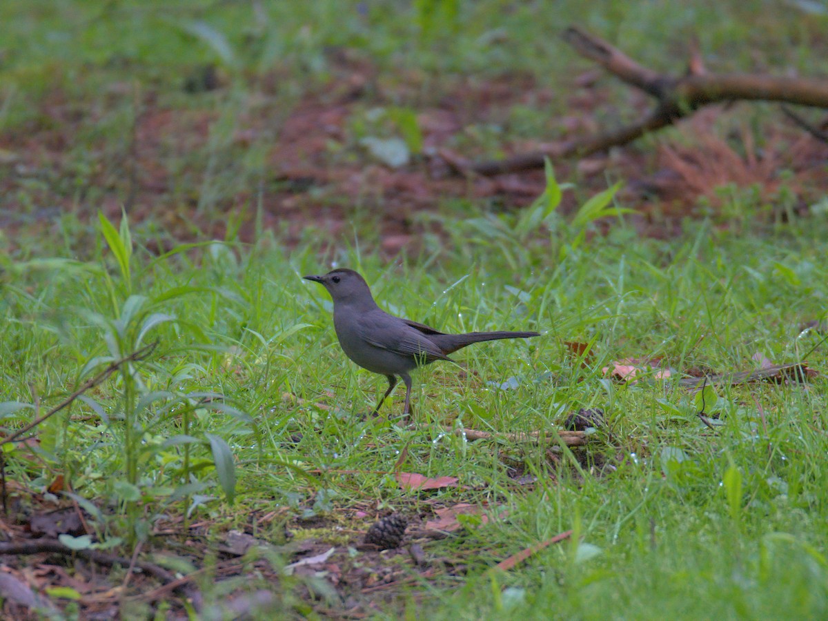 Gray Catbird - ML635153361
