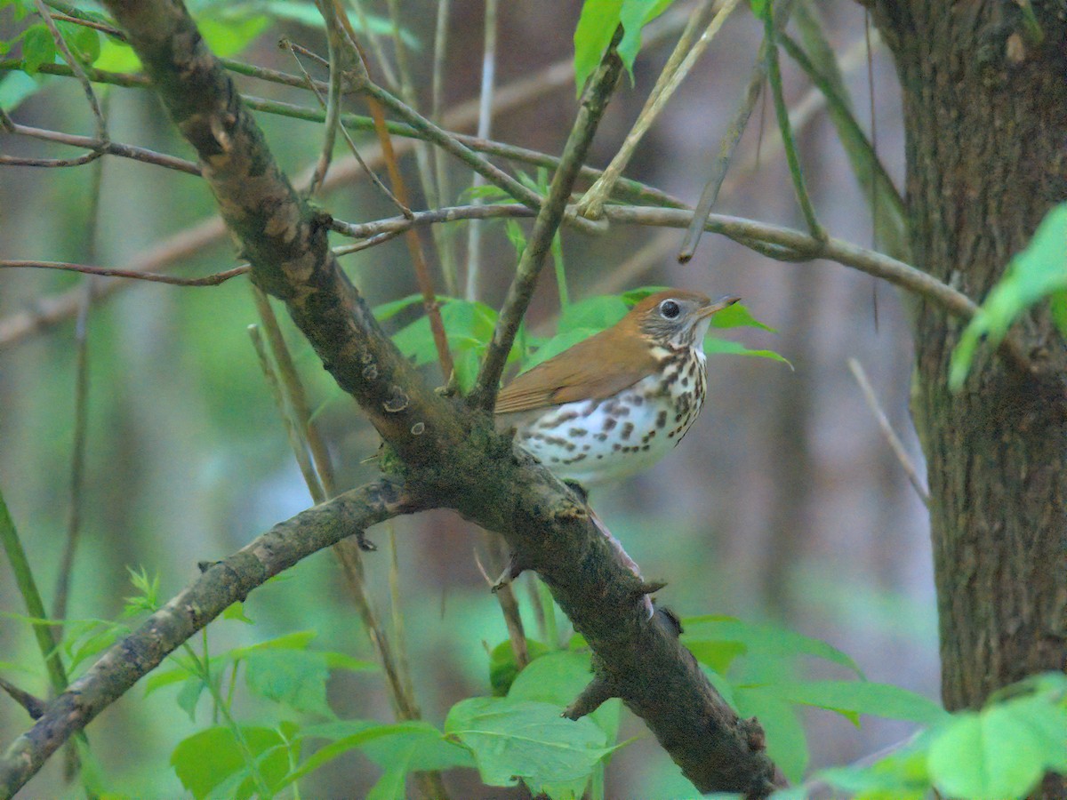 Wood Thrush - ML635153368