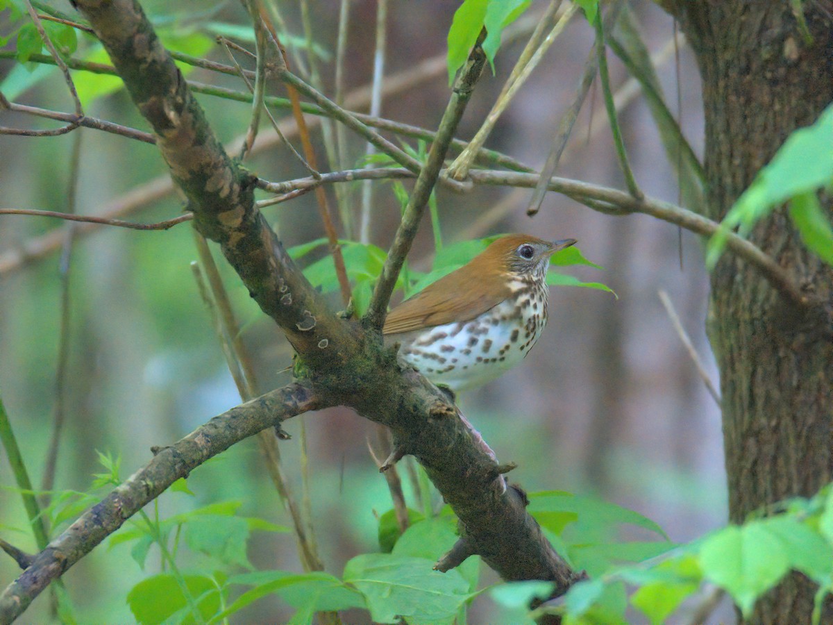 Wood Thrush - ML635153375