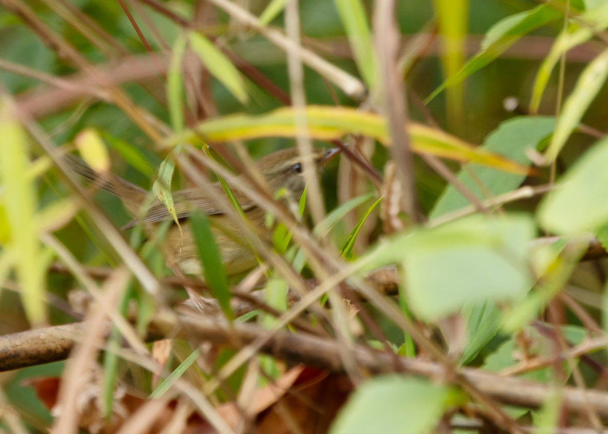 Aberrant Bush Warbler (Perplexing) - ML635153379