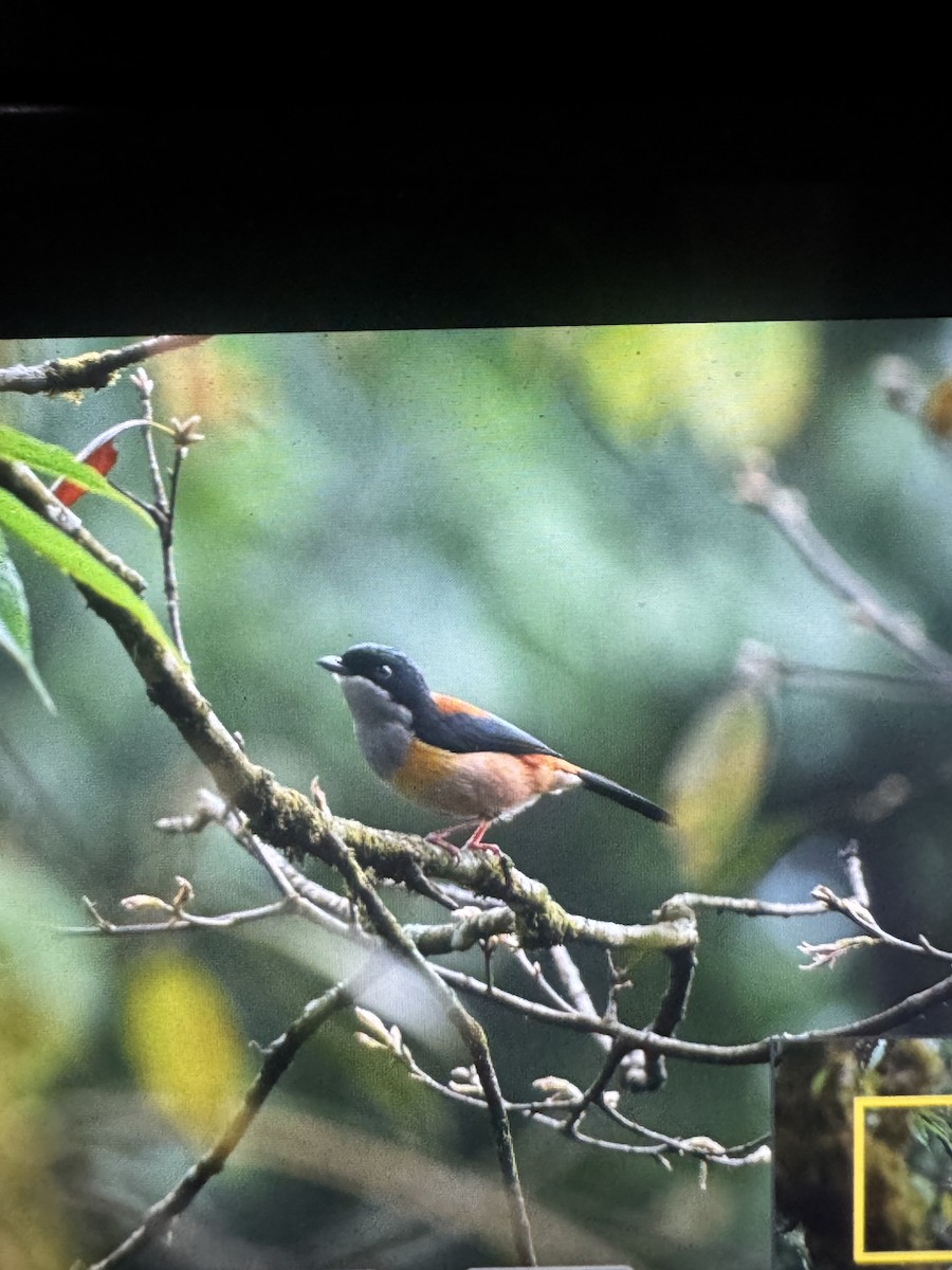 Black-headed Shrike-Babbler - ML635153437