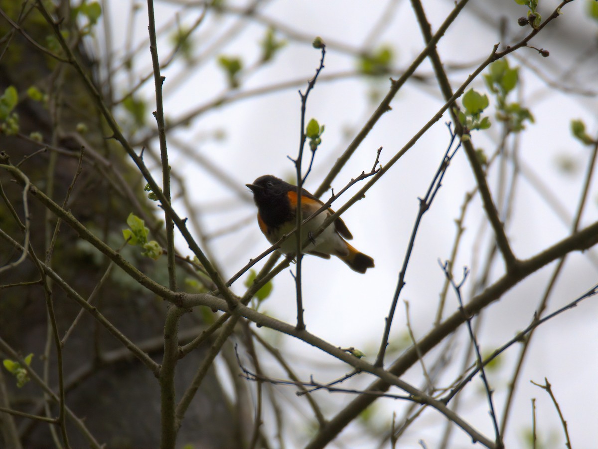 American Redstart - ML635153461