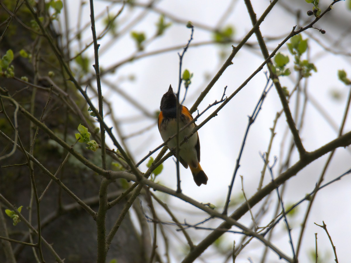 American Redstart - ML635153466