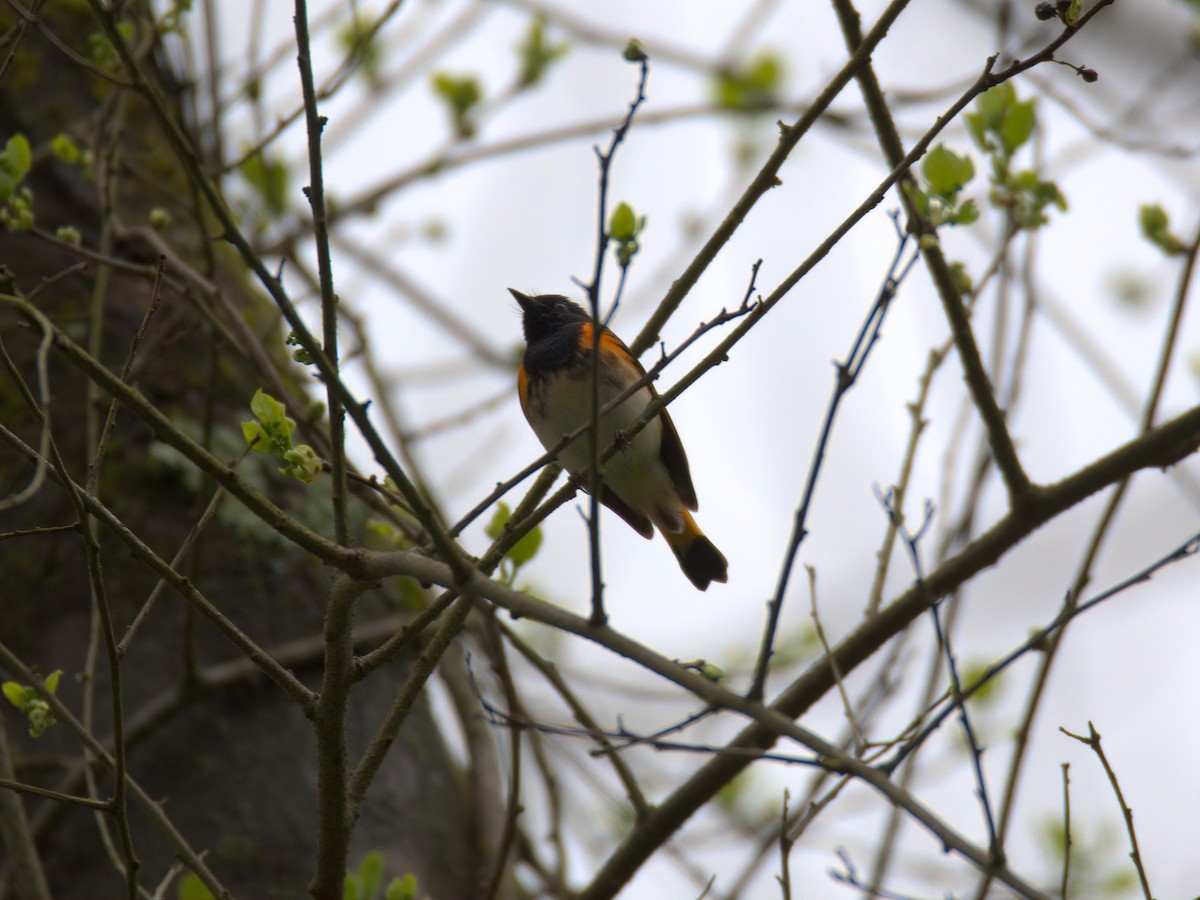 American Redstart - ML635153469