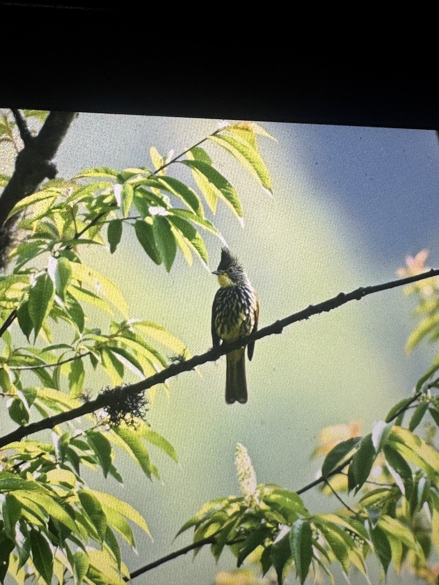 Striated Bulbul - ML635153471