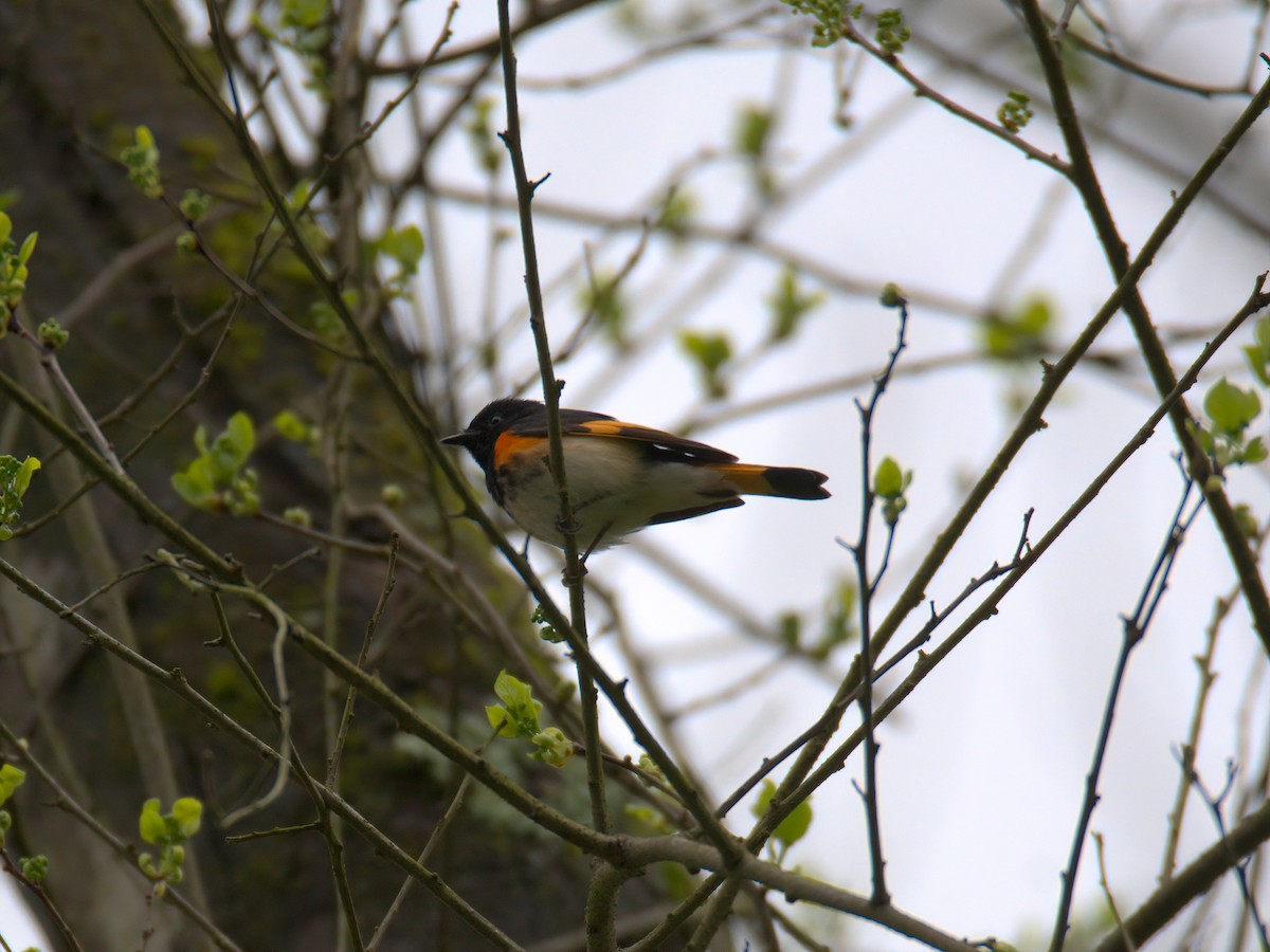 American Redstart - ML635153472