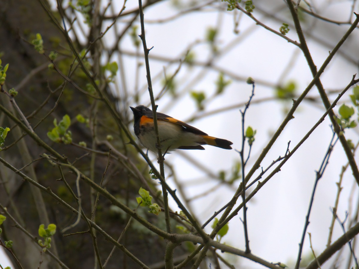 American Redstart - ML635153473