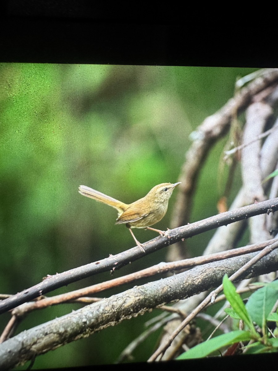 Brownish-flanked Bush Warbler - ML635153482