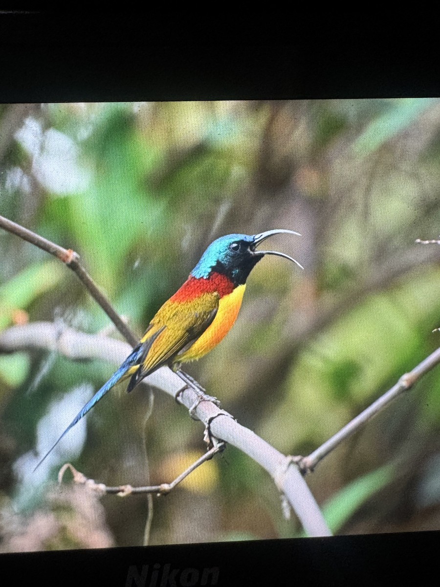 Green-tailed Sunbird - ML635153508
