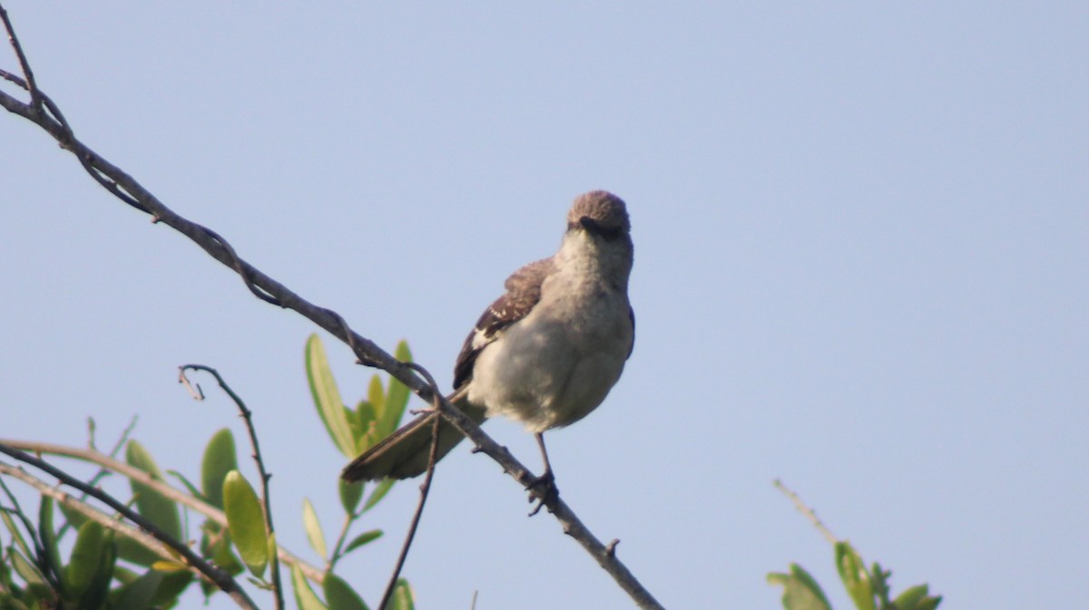 Northern Mockingbird - ML635153521