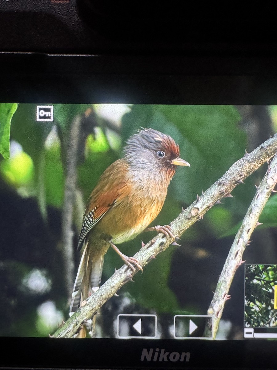 Rusty-fronted Barwing - ML635153560
