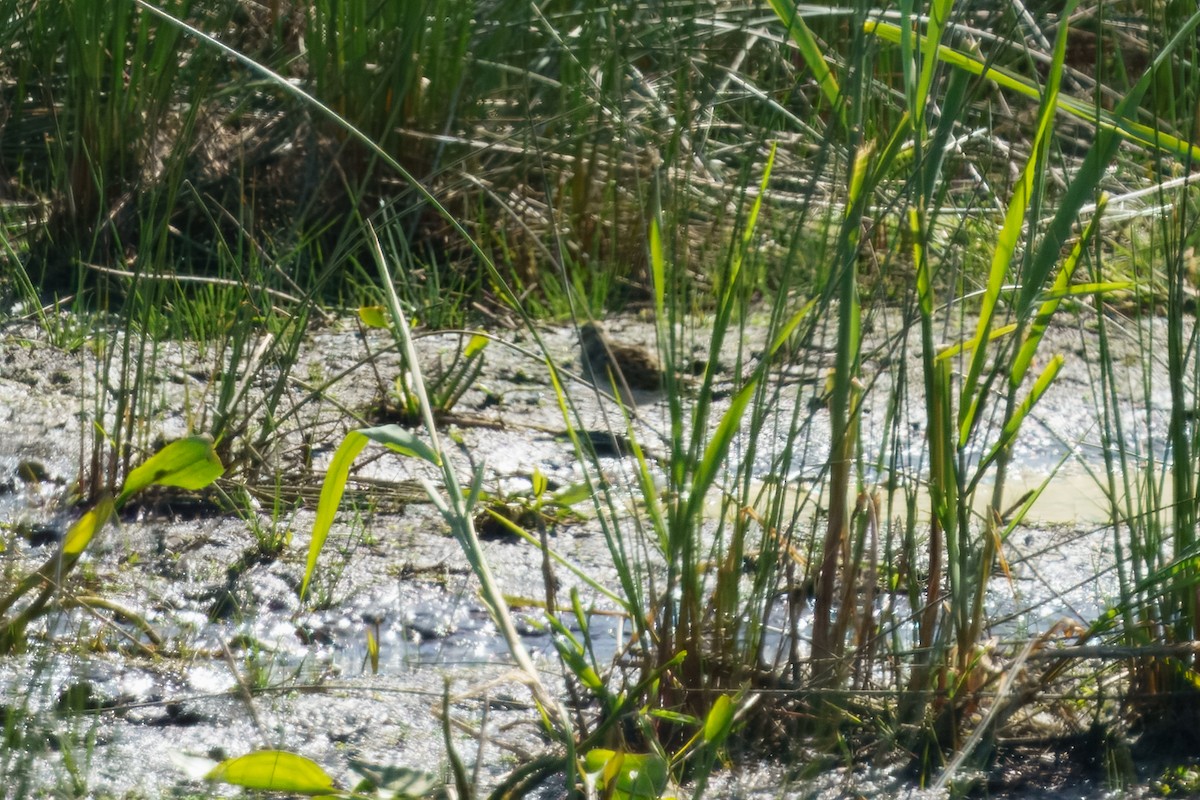 Pectoral Sandpiper - ML635153608