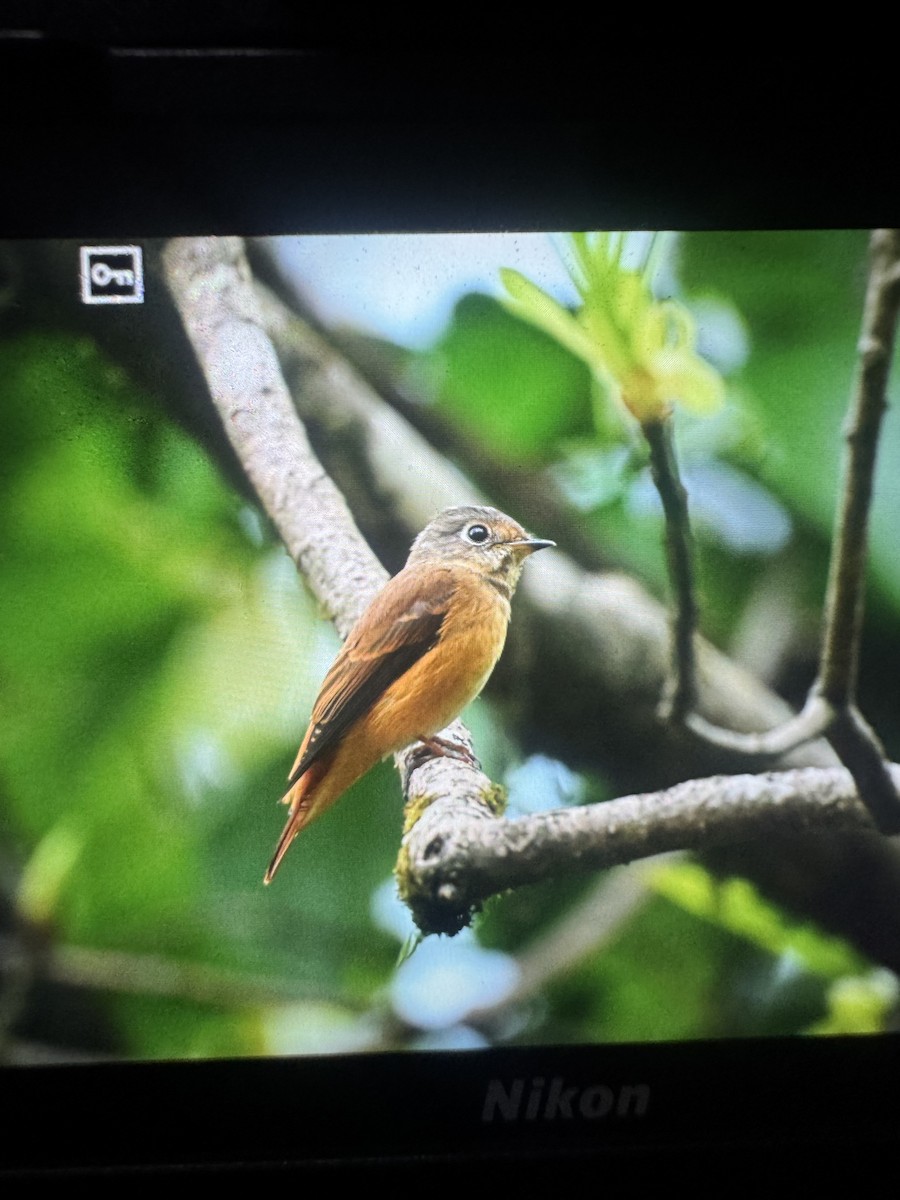 Ferruginous Flycatcher - ML635153612