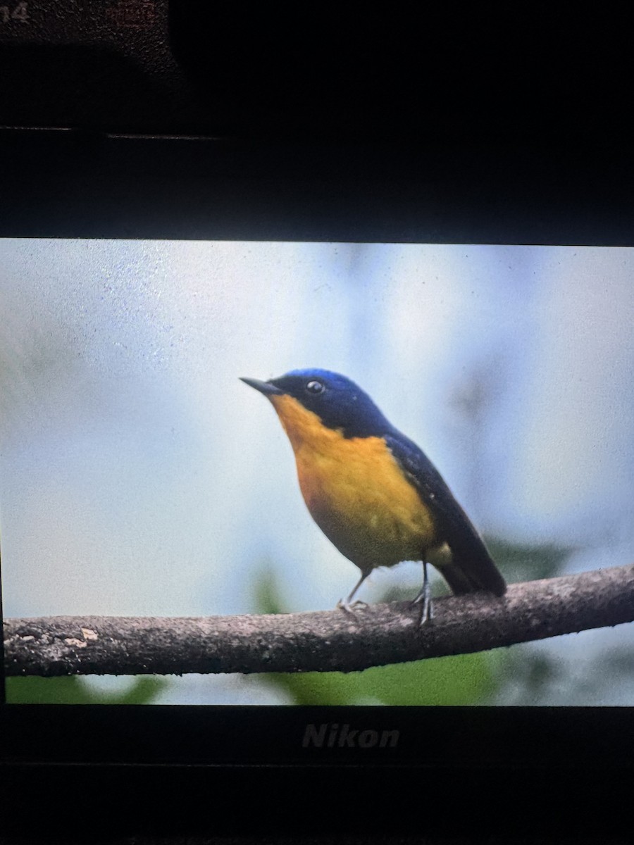 Pygmy Flycatcher - ML635153625