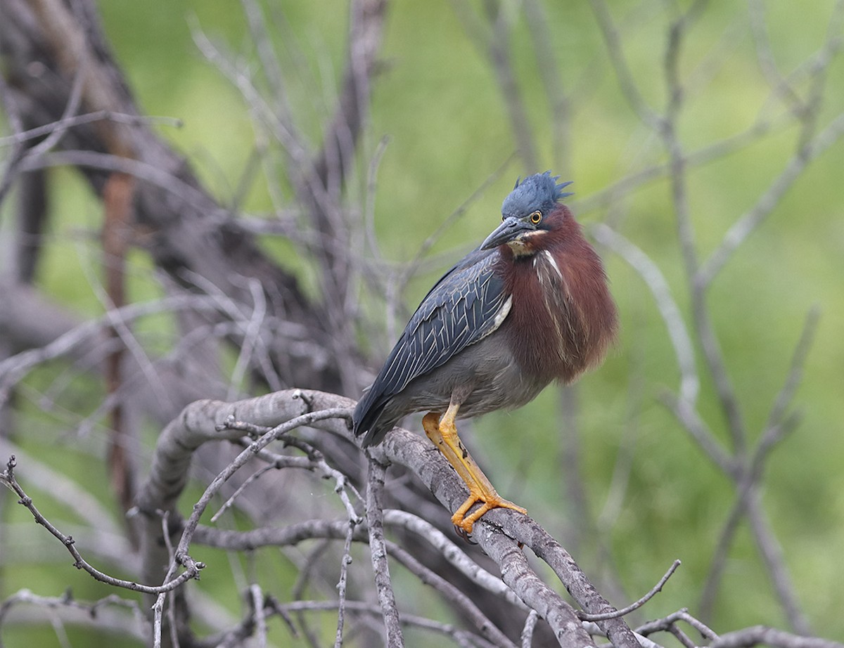 Green Heron - ML635153674