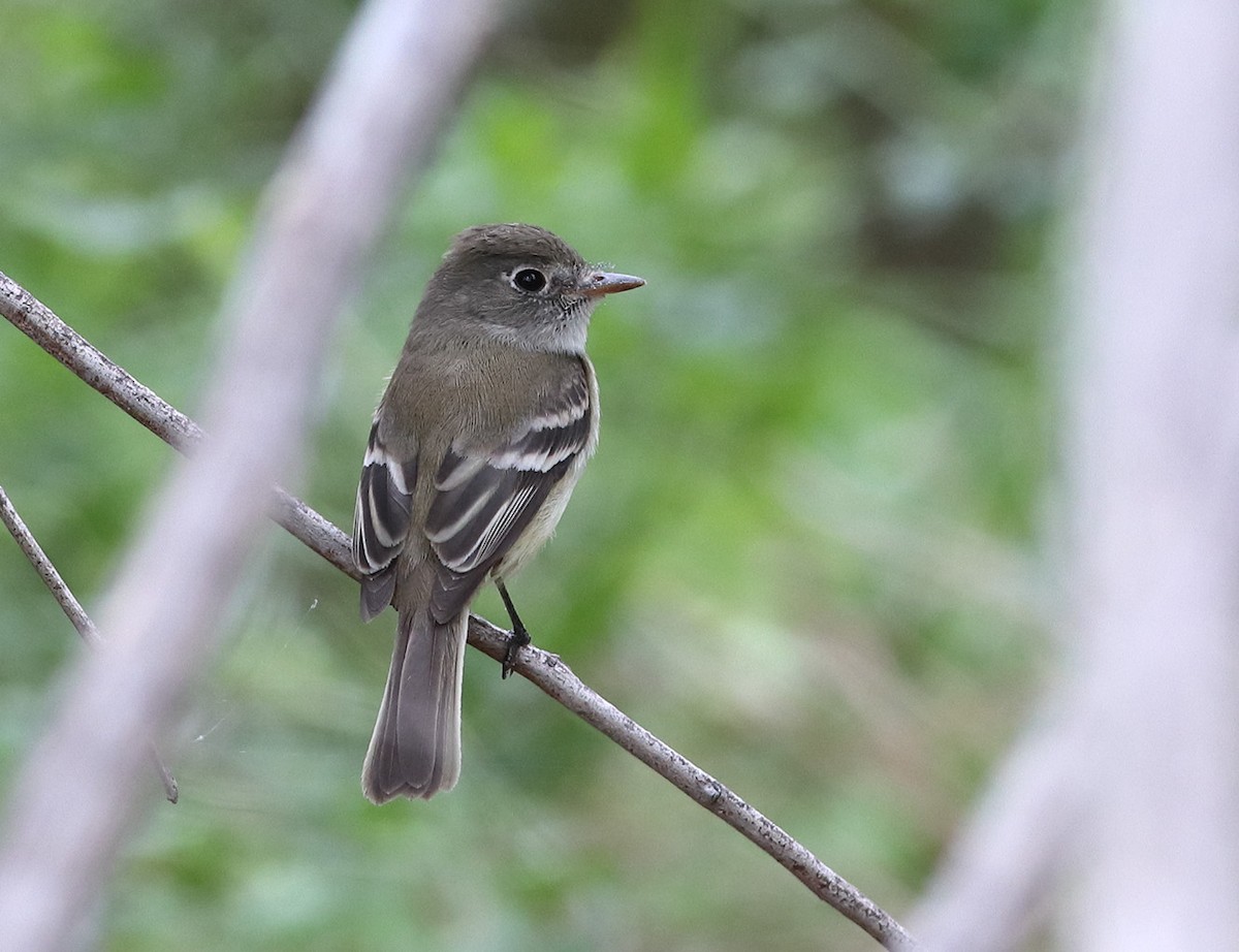 Least Flycatcher - ML635153686