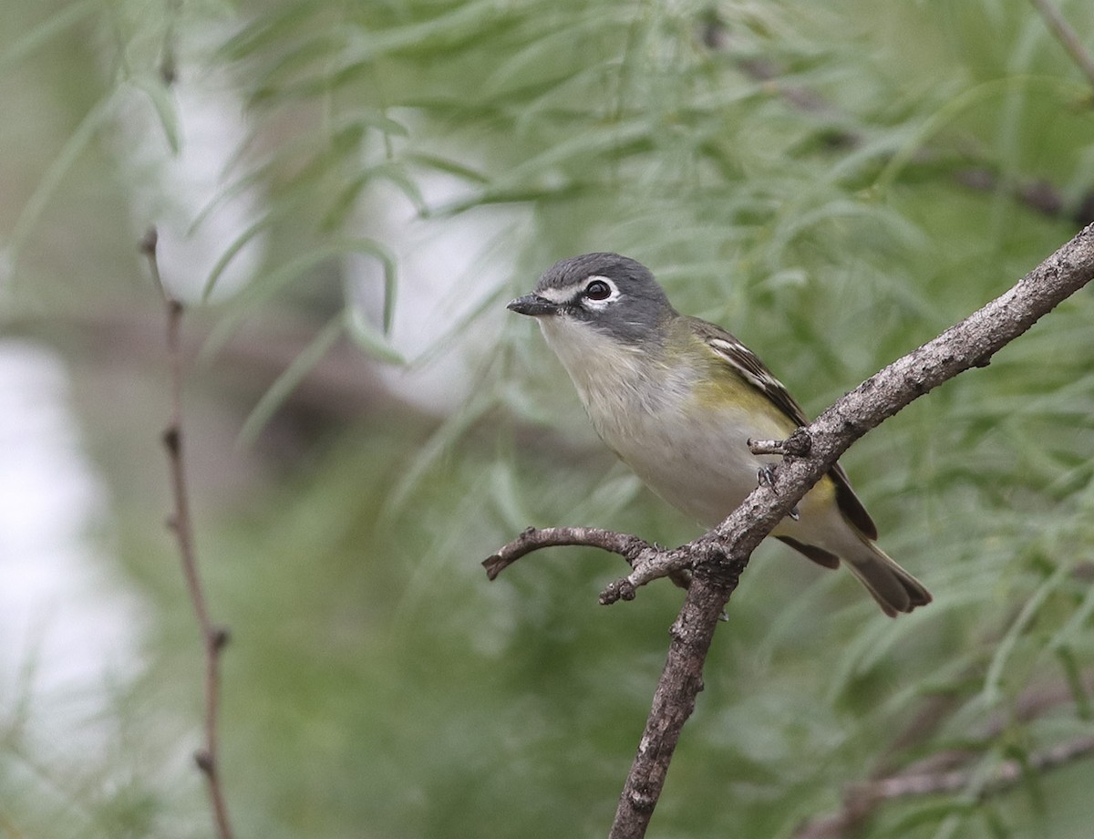 Blue-headed Vireo - ML635153690