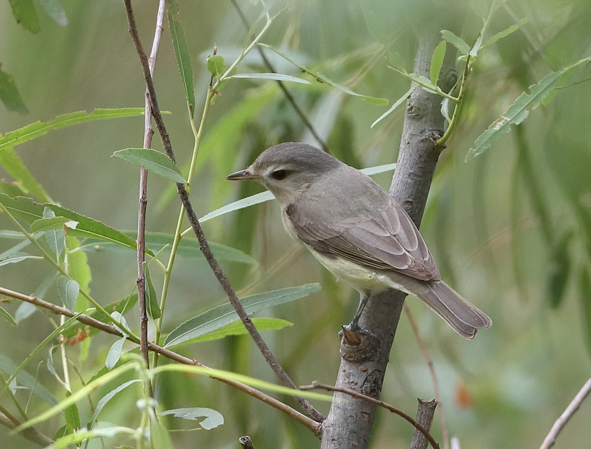 Eastern Warbling Vireo - ML635153694