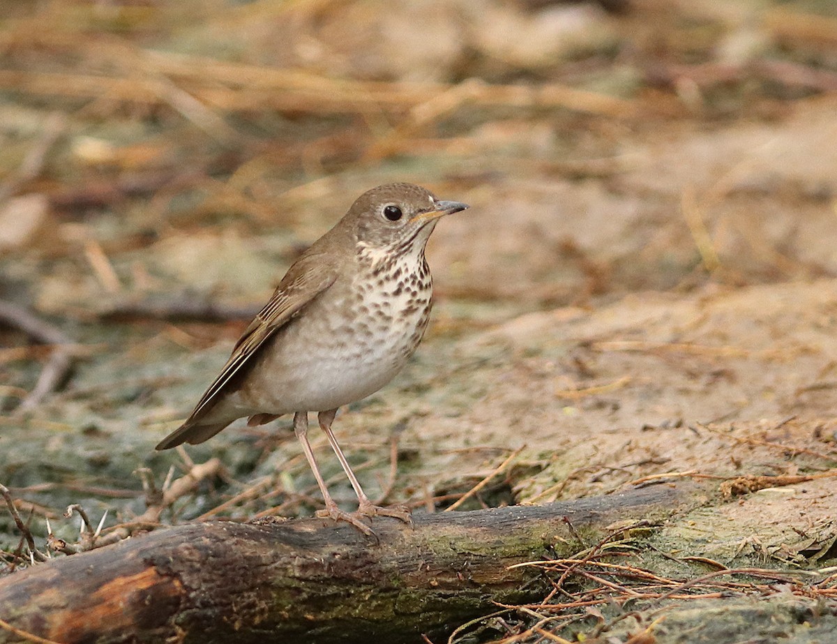 Gray-cheeked Thrush - ML635153702