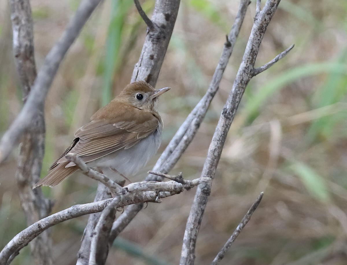 Catharus sp. - ML635153714