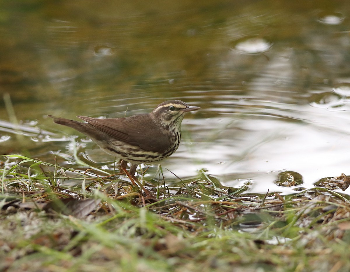 Northern Waterthrush - ML635153726