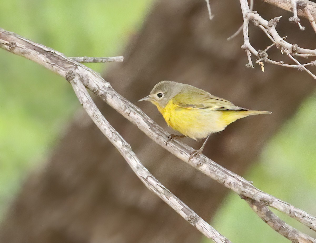 Nashville Warbler - ML635153732