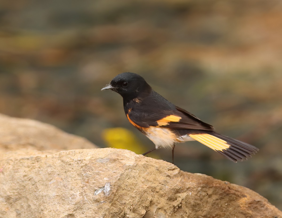 American Redstart - ML635153737