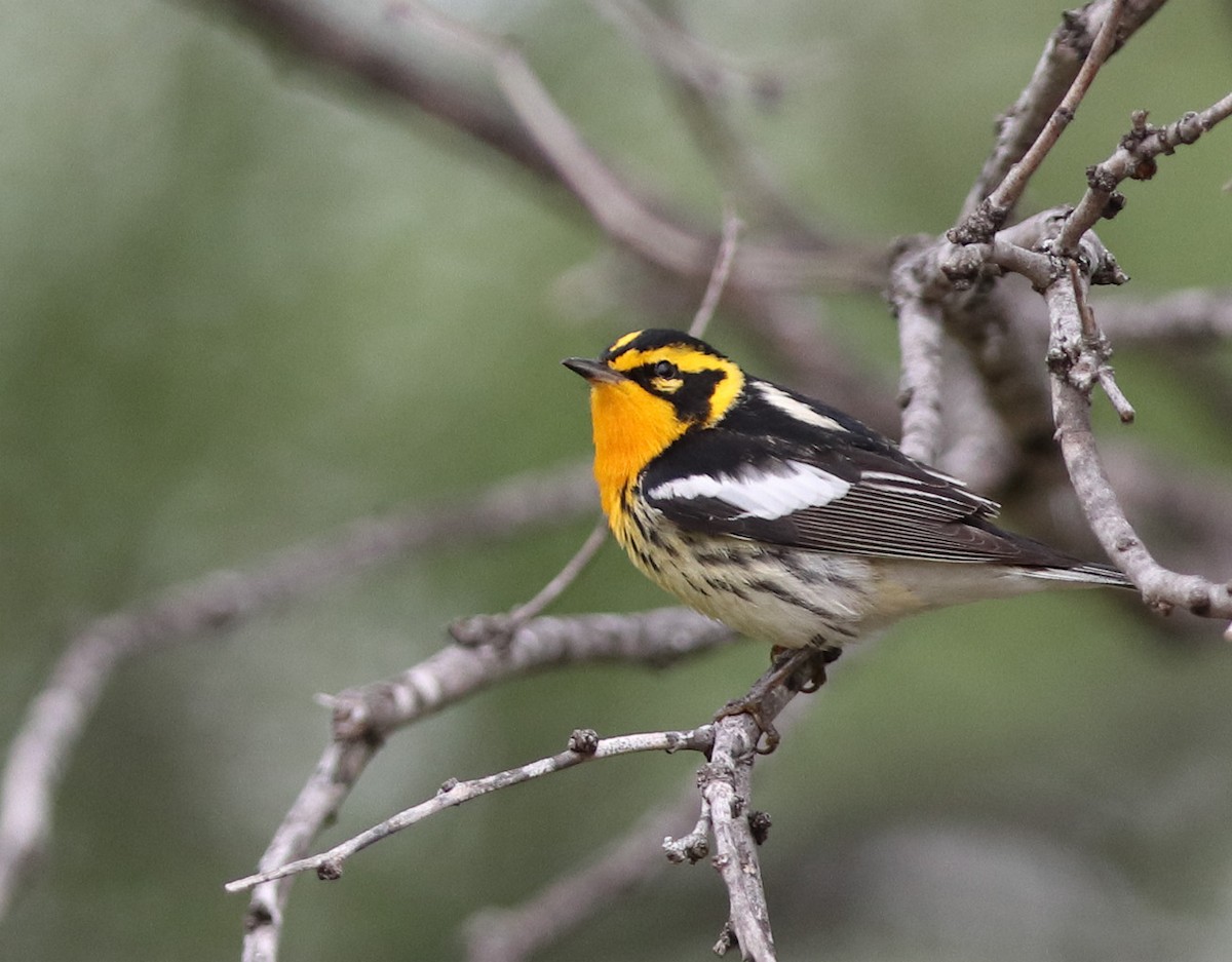 Blackburnian Warbler - ML635153741