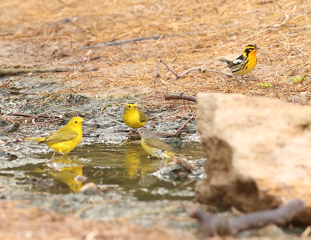 Northern Yellow Warbler - ML635153762