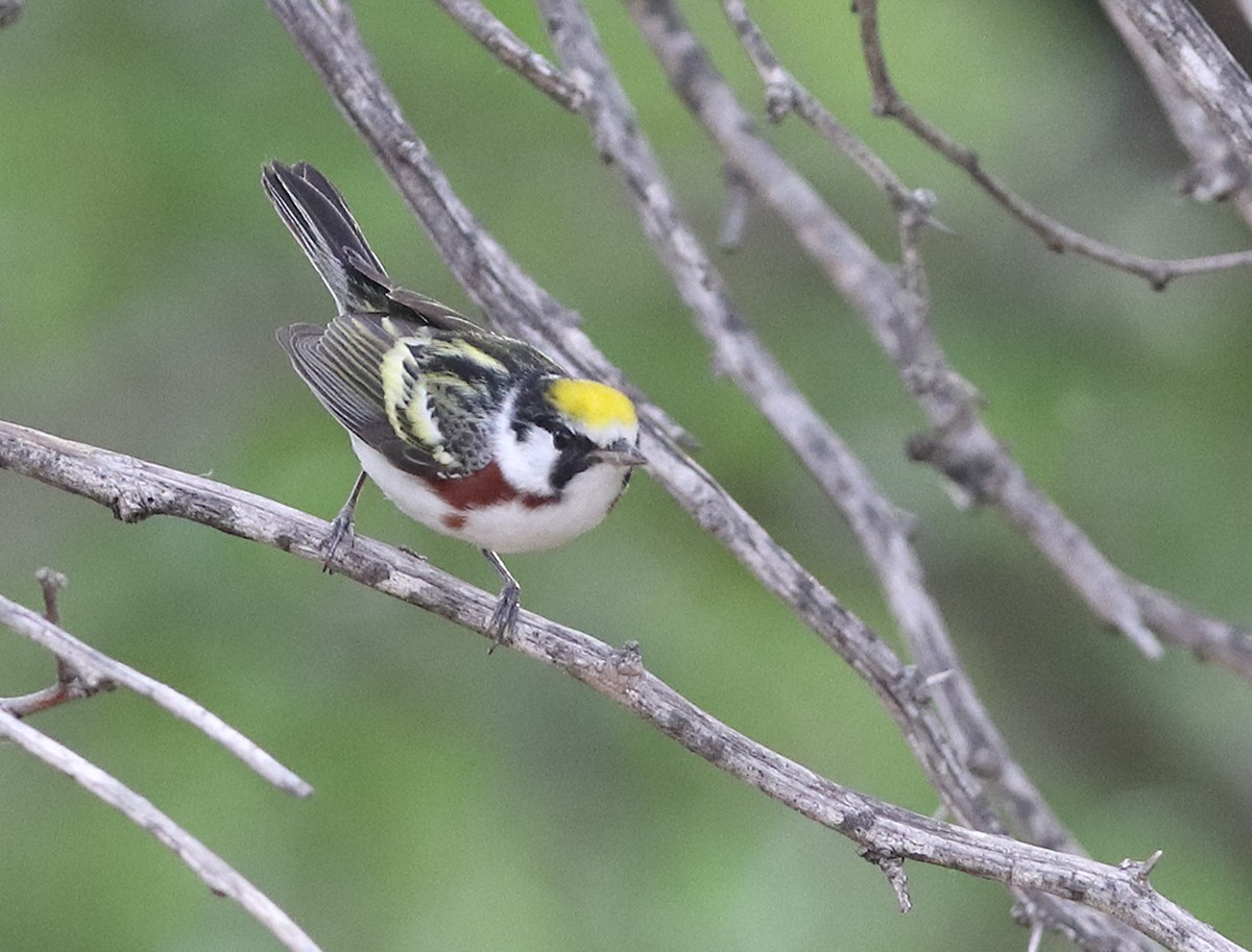 Chestnut-sided Warbler - ML635153784