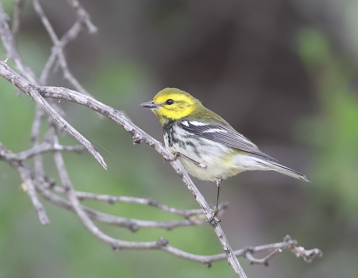 Black-throated Green Warbler - ML635153787
