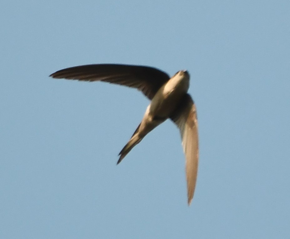 Asian Palm Swift - ML635153861