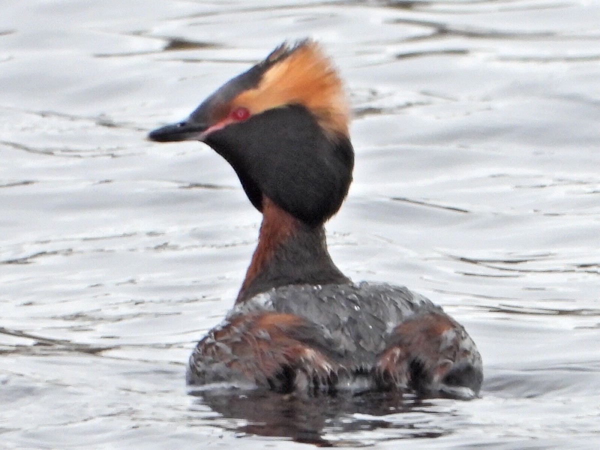 Horned Grebe - ML635153862