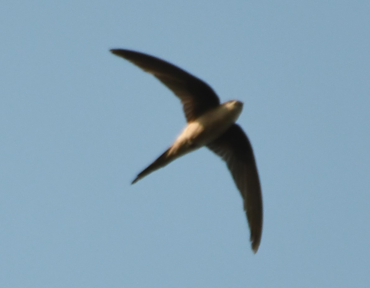 Asian Palm Swift - ML635153863