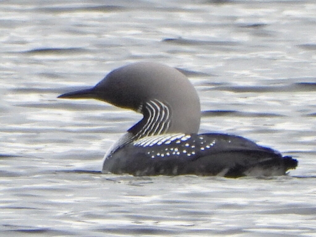 Pacific Loon - ML635153895
