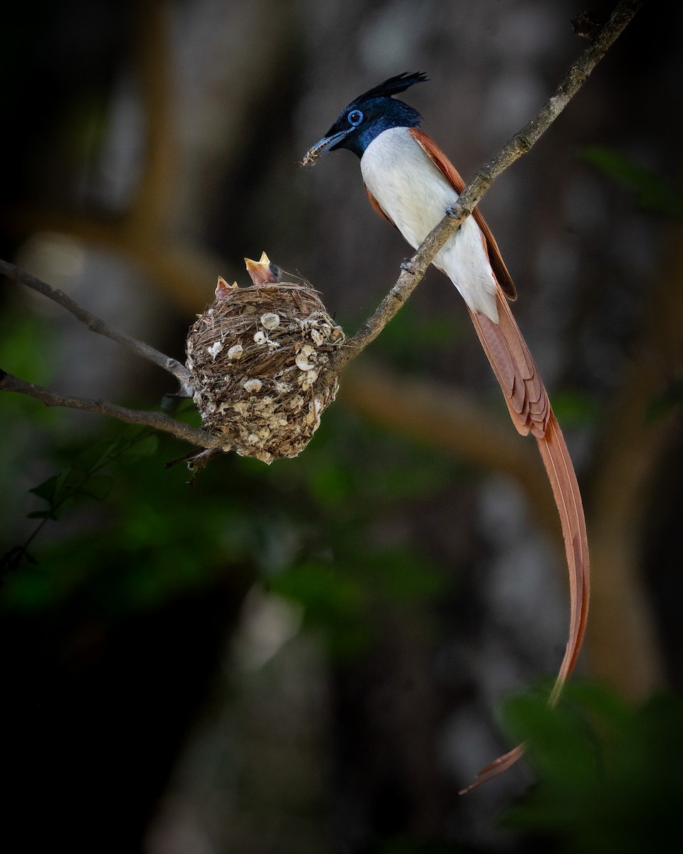 Indian Paradise-Flycatcher - ML635153948