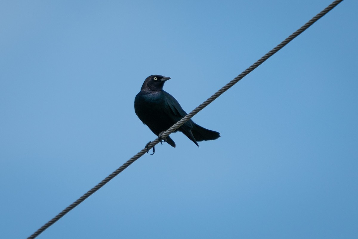 Brewer's Blackbird - ML635153990