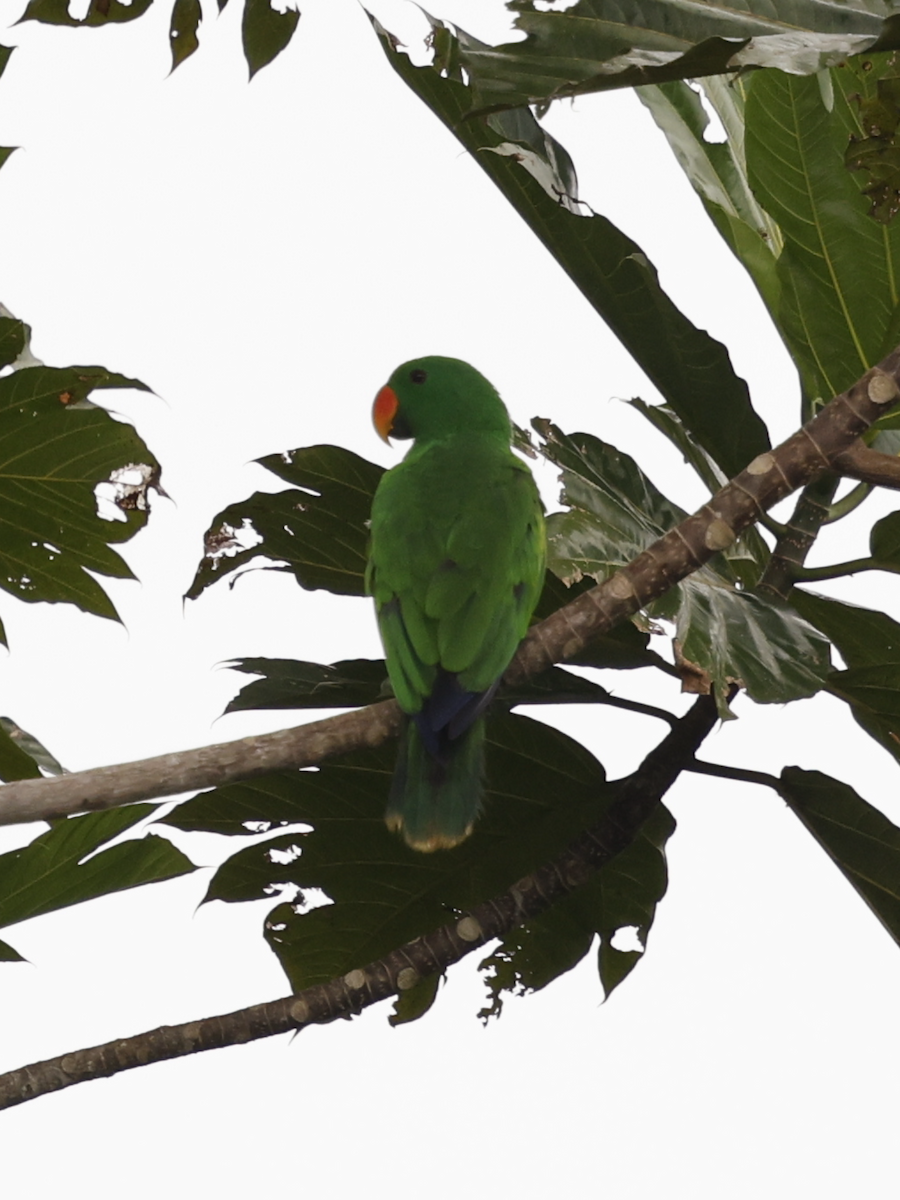 Papuan Eclectus - ML635154037