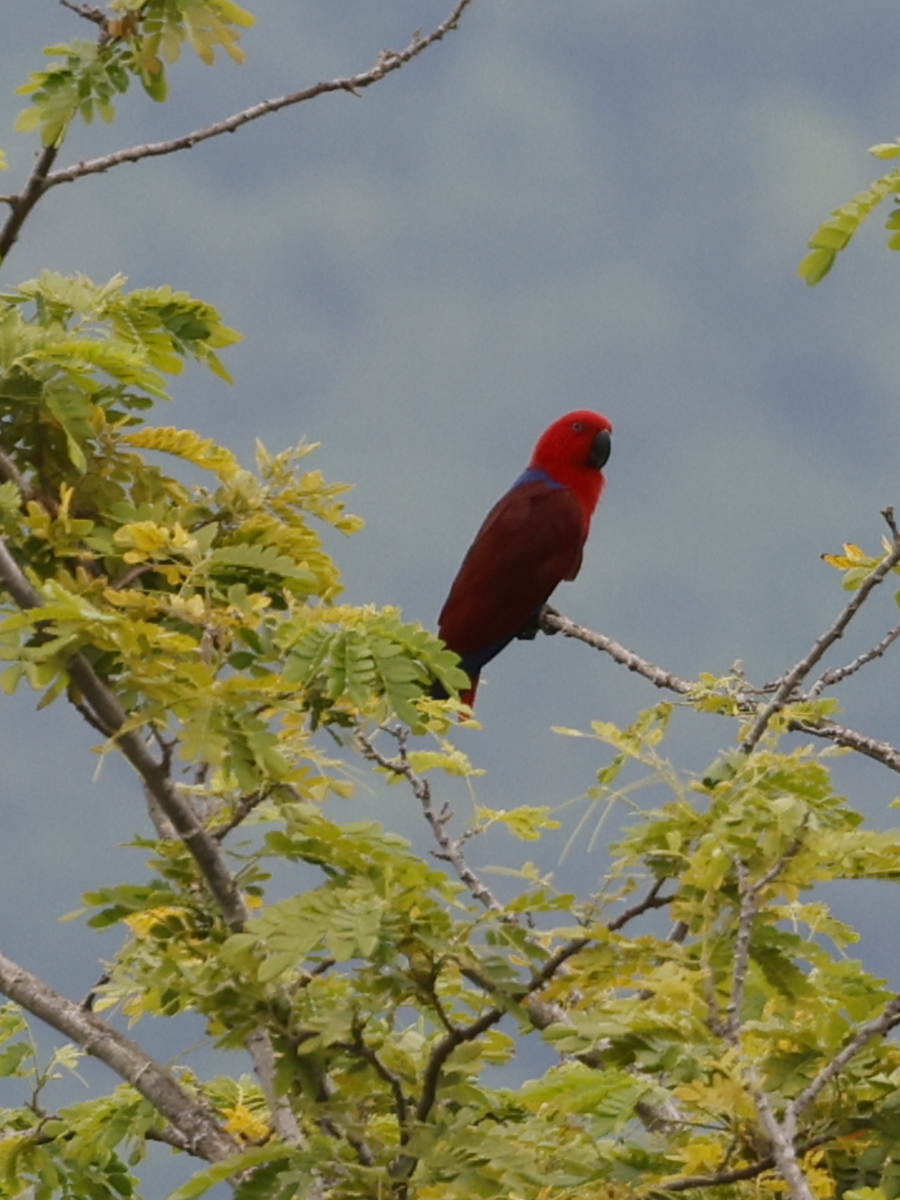 Papuan Eclectus - ML635154038