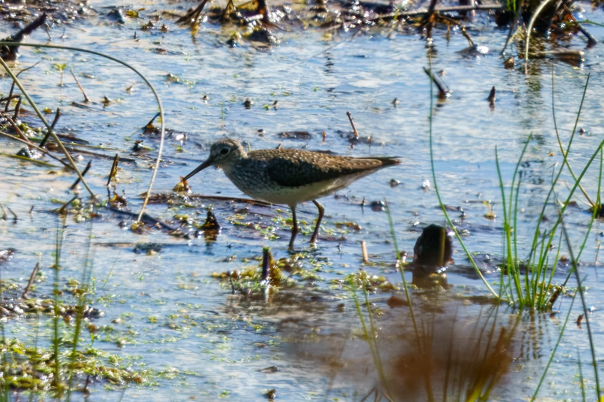 Solitary Sandpiper - ML635154075