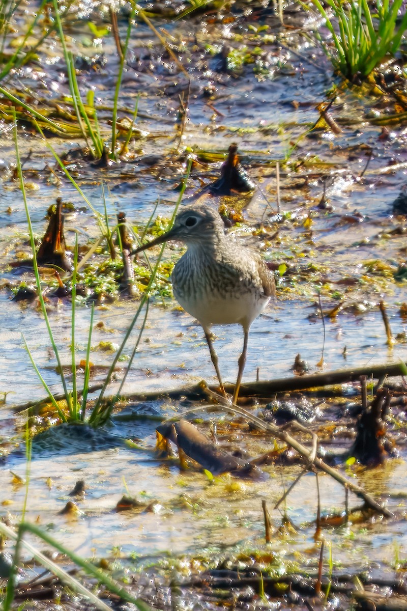 Solitary Sandpiper - ML635154077