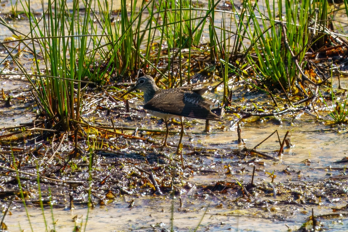 Solitary Sandpiper - ML635154078