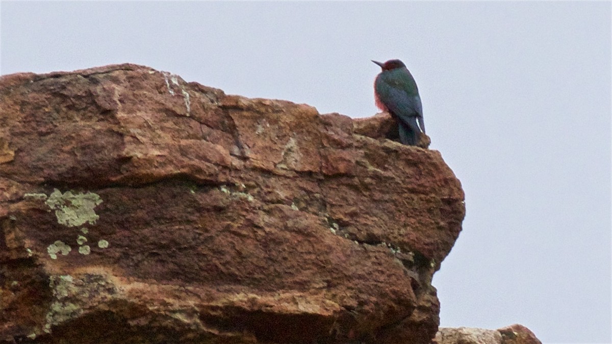 Lewis's Woodpecker - ML635154104