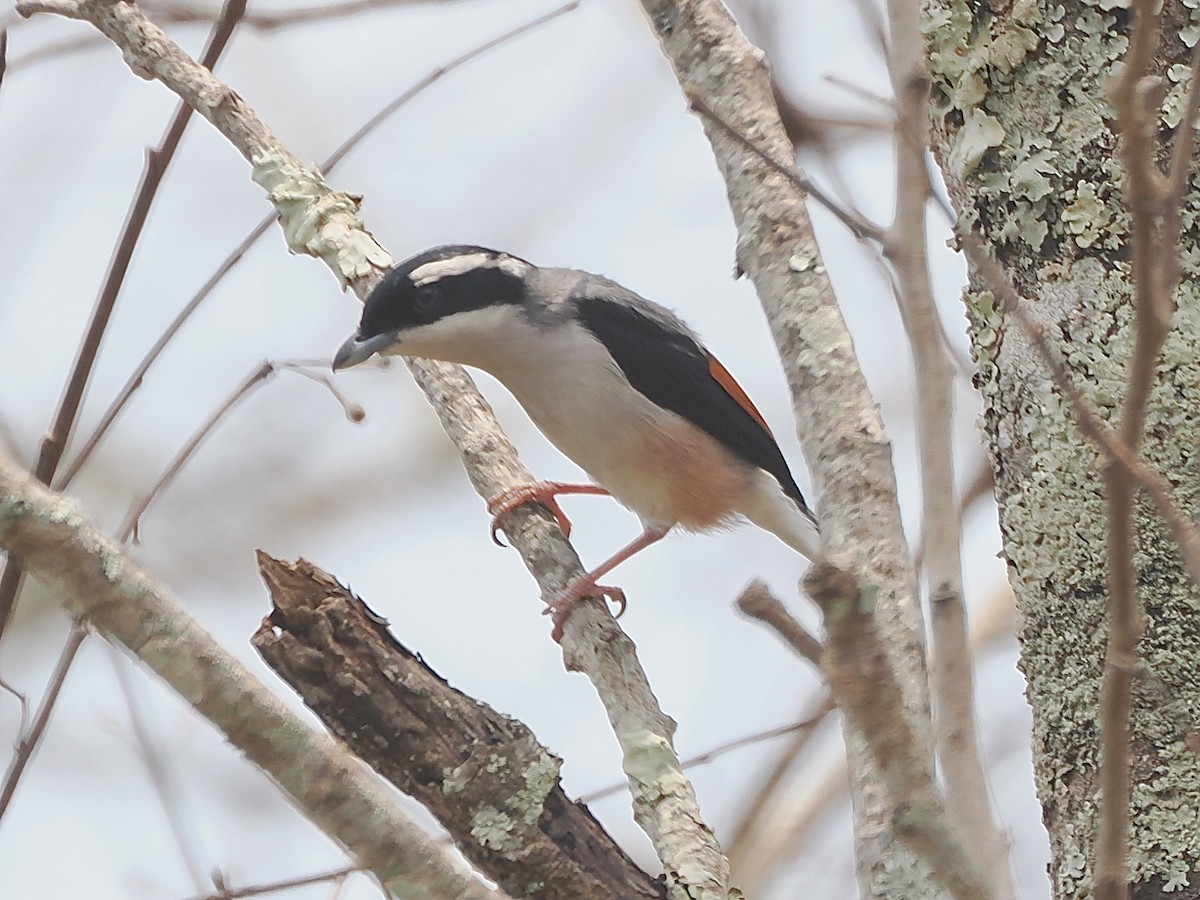 White-browed Shrike-Babbler - ML635154111